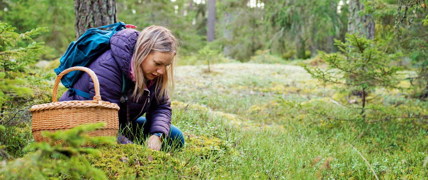 Kvinna letar svamp och bär