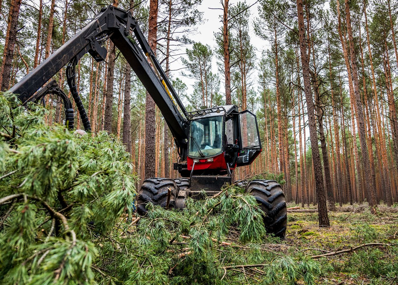 logging