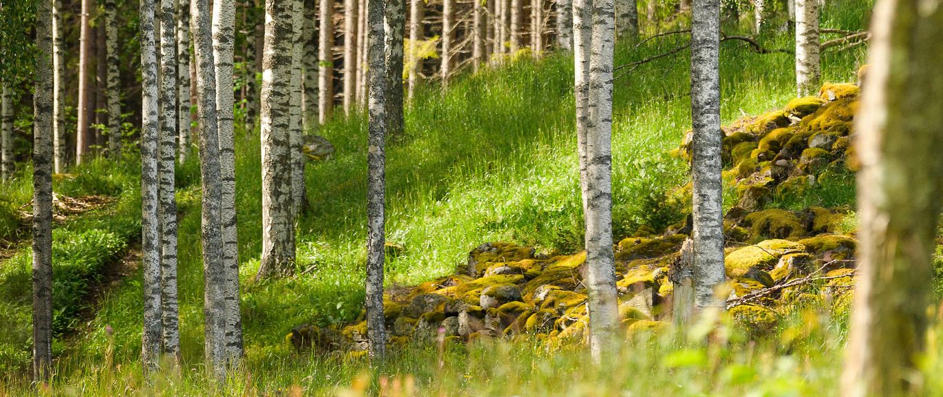 Rågång i skogen